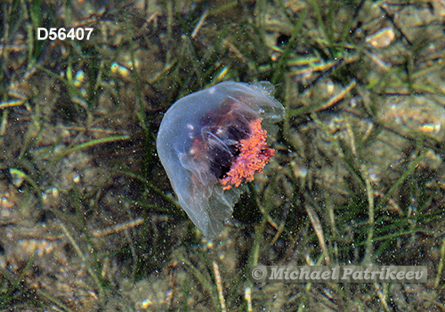 Lion's Mane Jellyfish (Cyanea capillata)